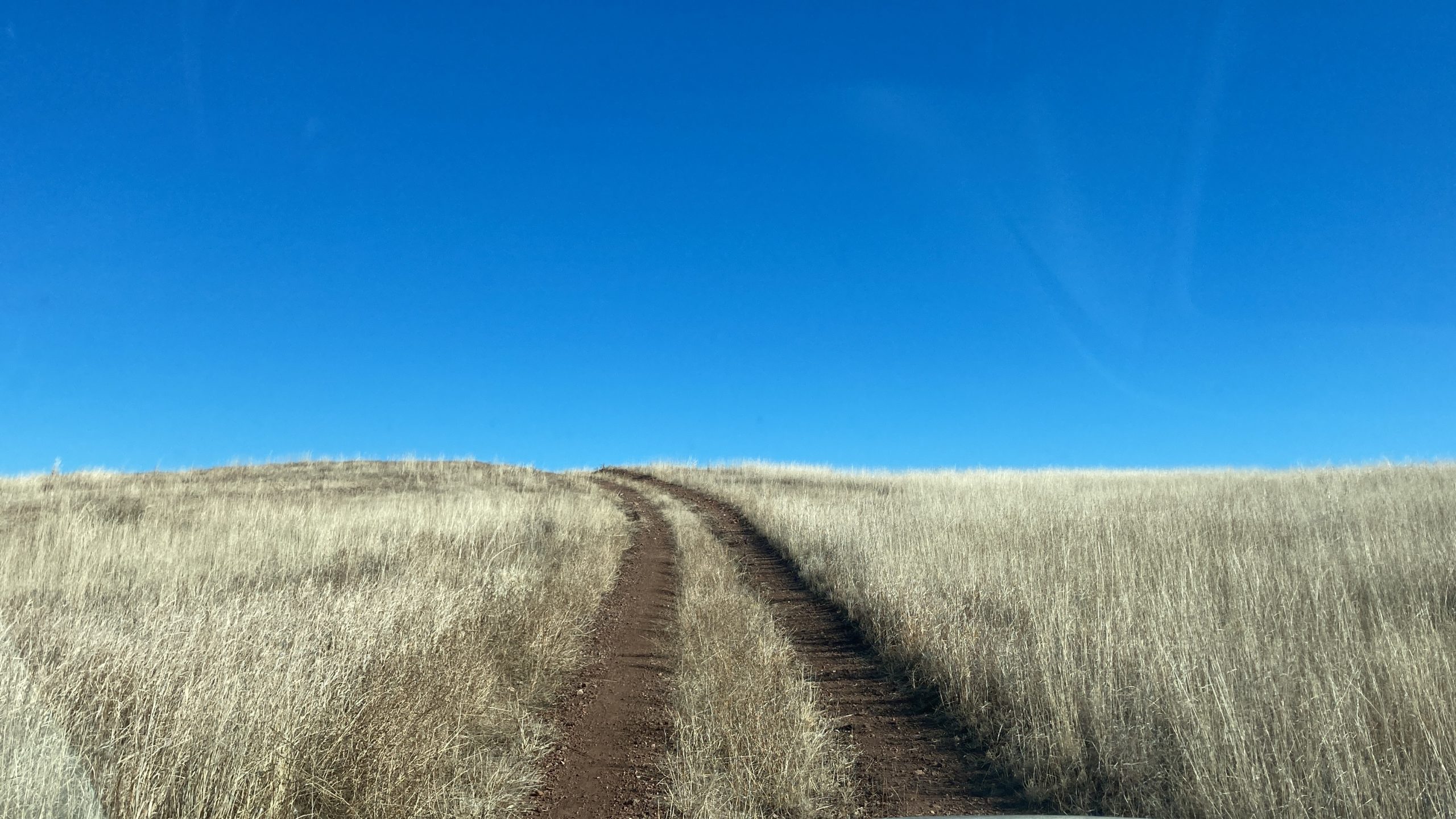 beaten down car tracks in yellow grass field